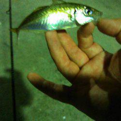 夕マヅメから夜にかけて